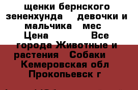 щенки бернского зененхунда. 2 девочки и 2 мальчика(2 мес.) › Цена ­ 22 000 - Все города Животные и растения » Собаки   . Кемеровская обл.,Прокопьевск г.